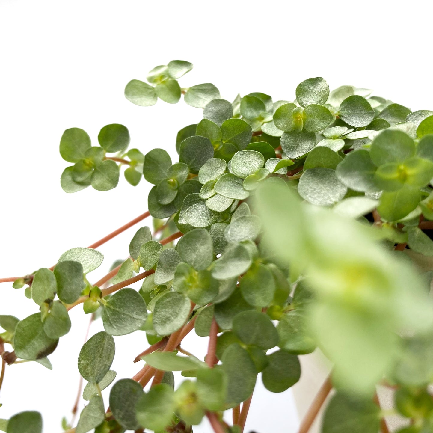 Pilea glauca