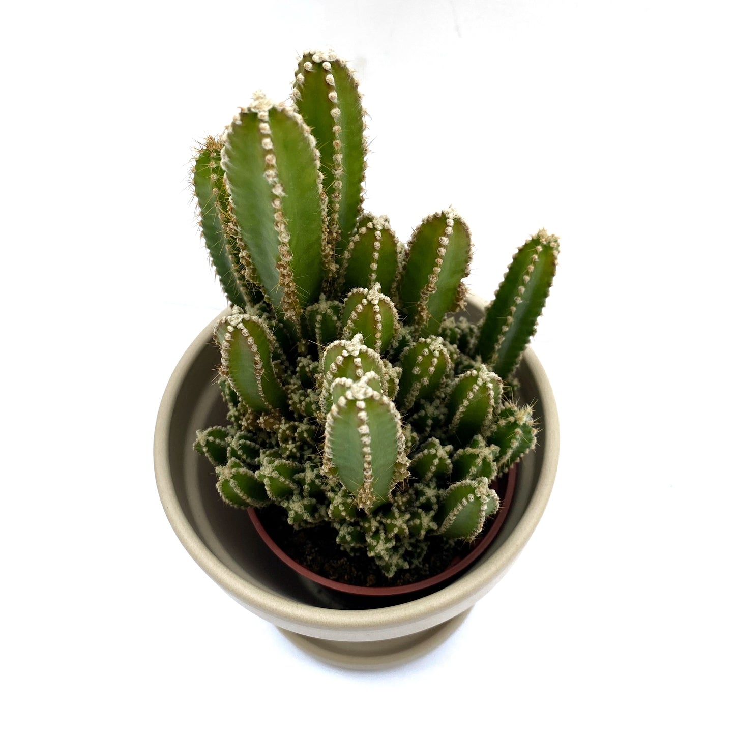 Cereus tétragonus | 3,25’’