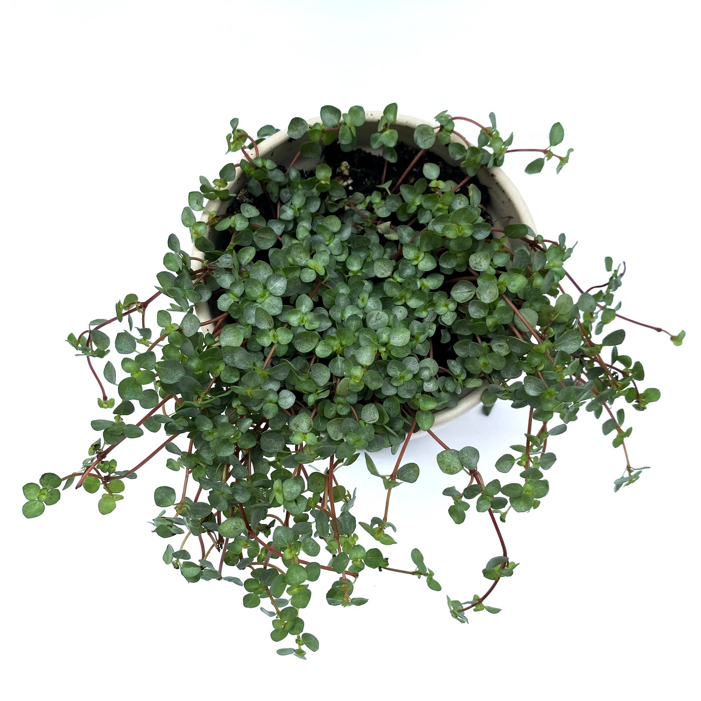 Pilea glauca
