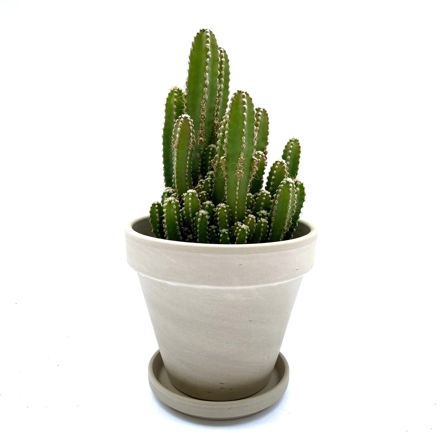Cereus tétragonus | 3,25’’