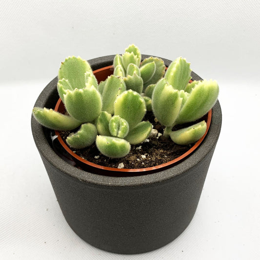 Cotyledon tomentosa variegata | 4’’