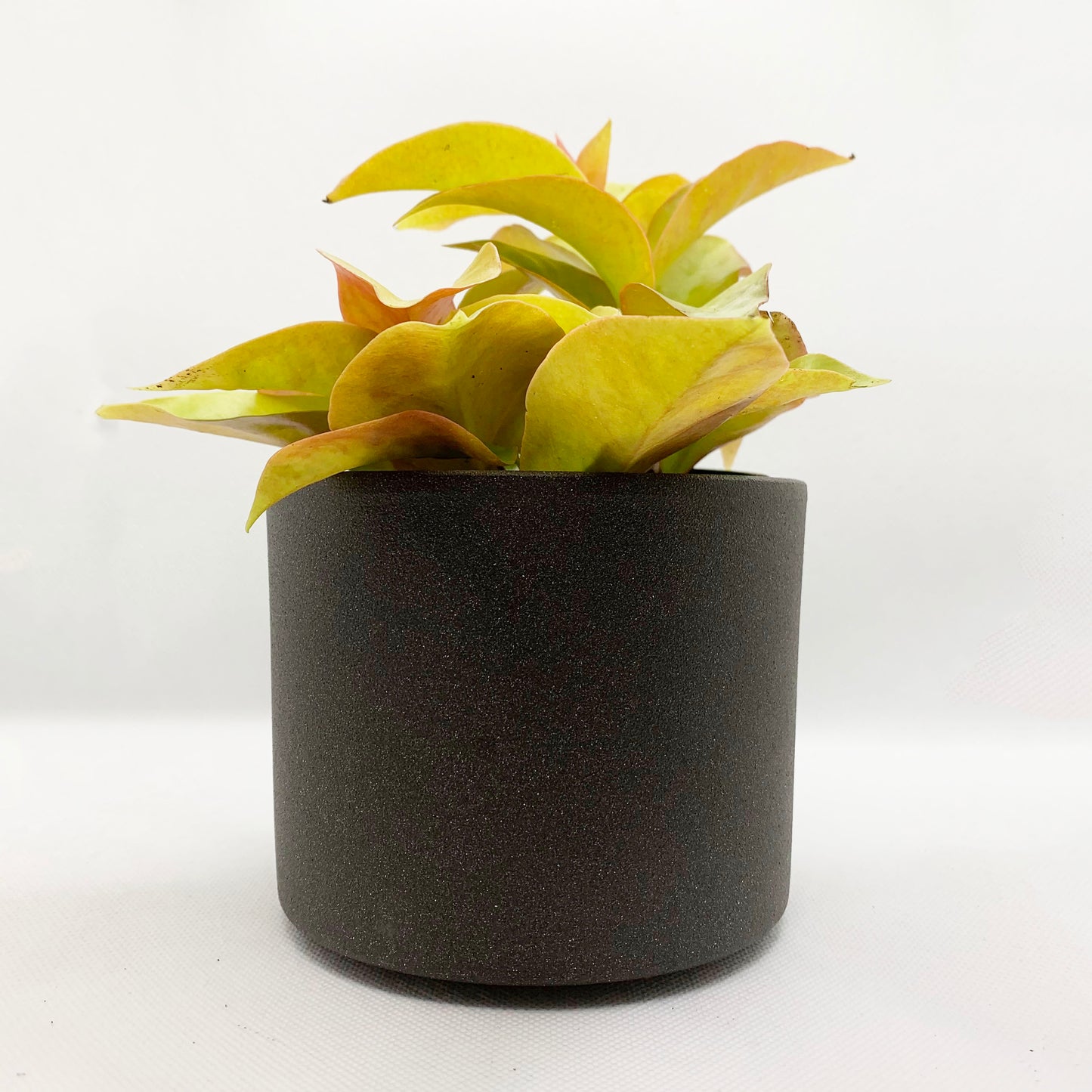 Pereskia aculeata godseffiana | 4’’