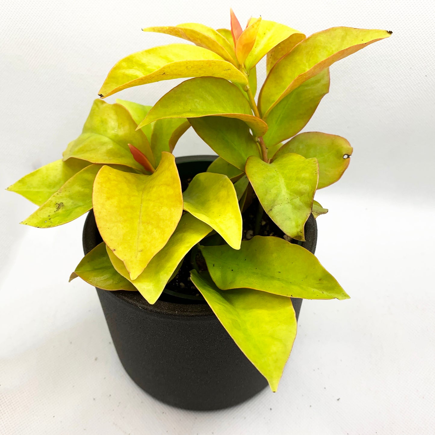 Pereskia aculeata godseffiana | 4’’