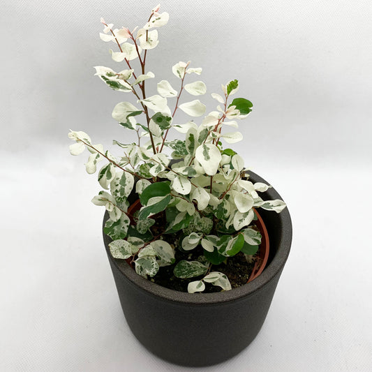 Breynia disticha