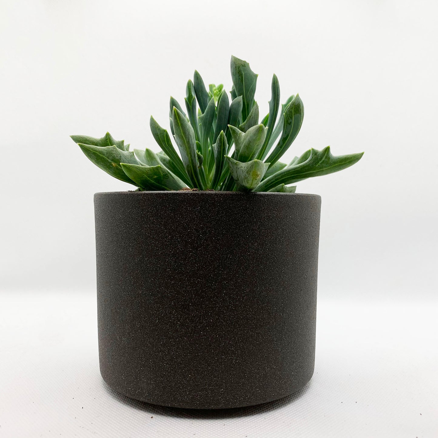 Senecio kleiniiformis | 4’’