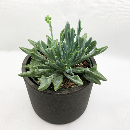 Senecio kleiniiformis | 4’’