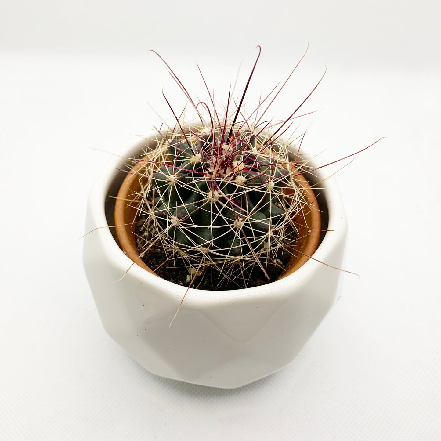 Ferocactus hamatacanthus | 2,5"
