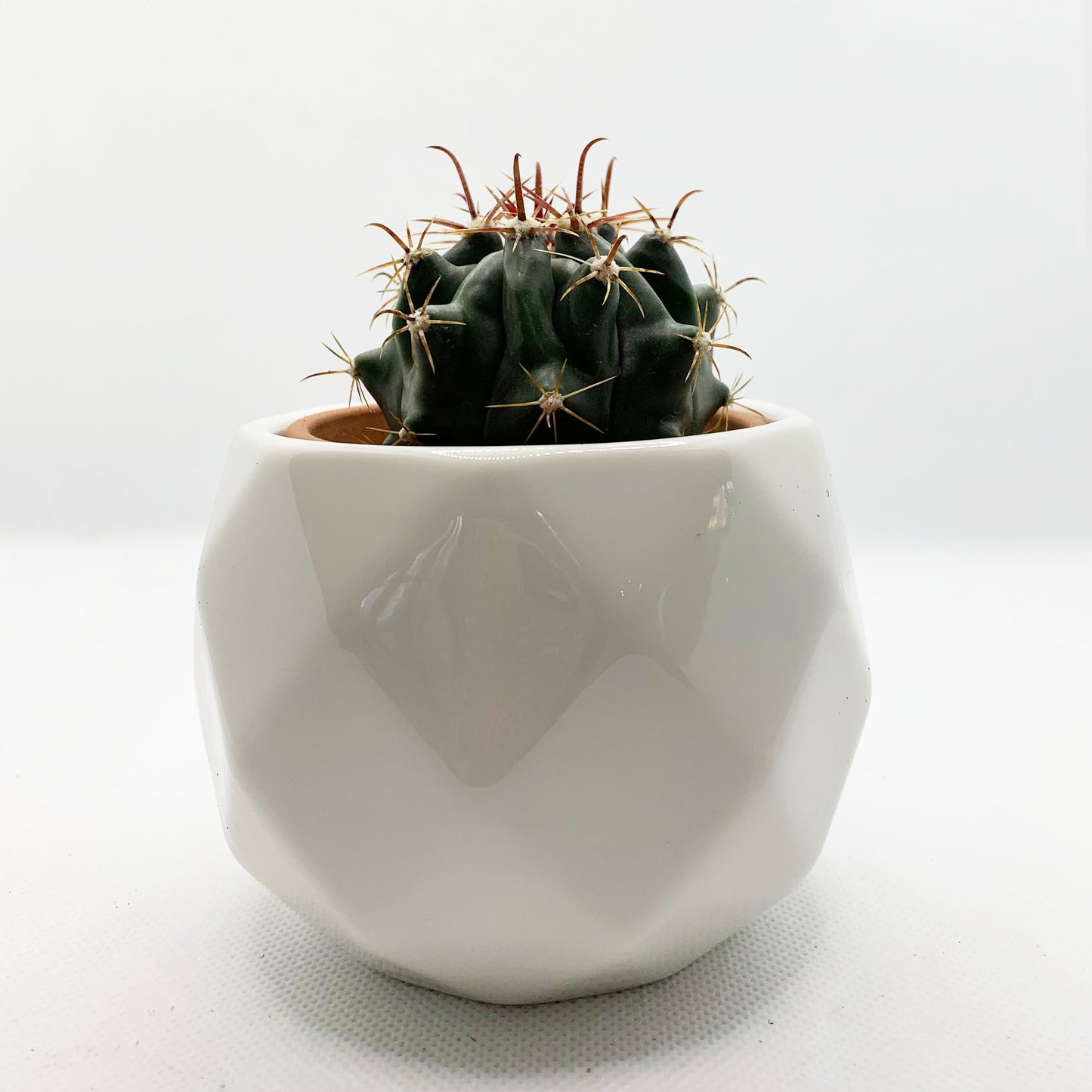 Ferocactus emoryi | 2,5"