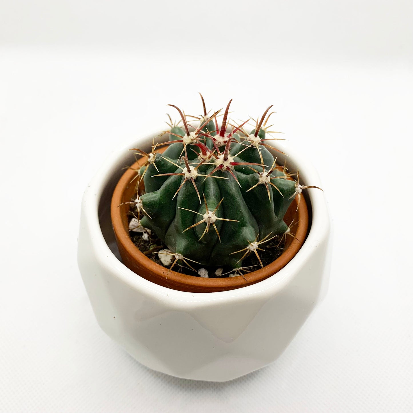 Ferocactus emoryi | 2,5"
