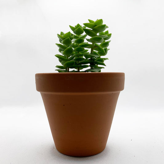 Crassula perforata