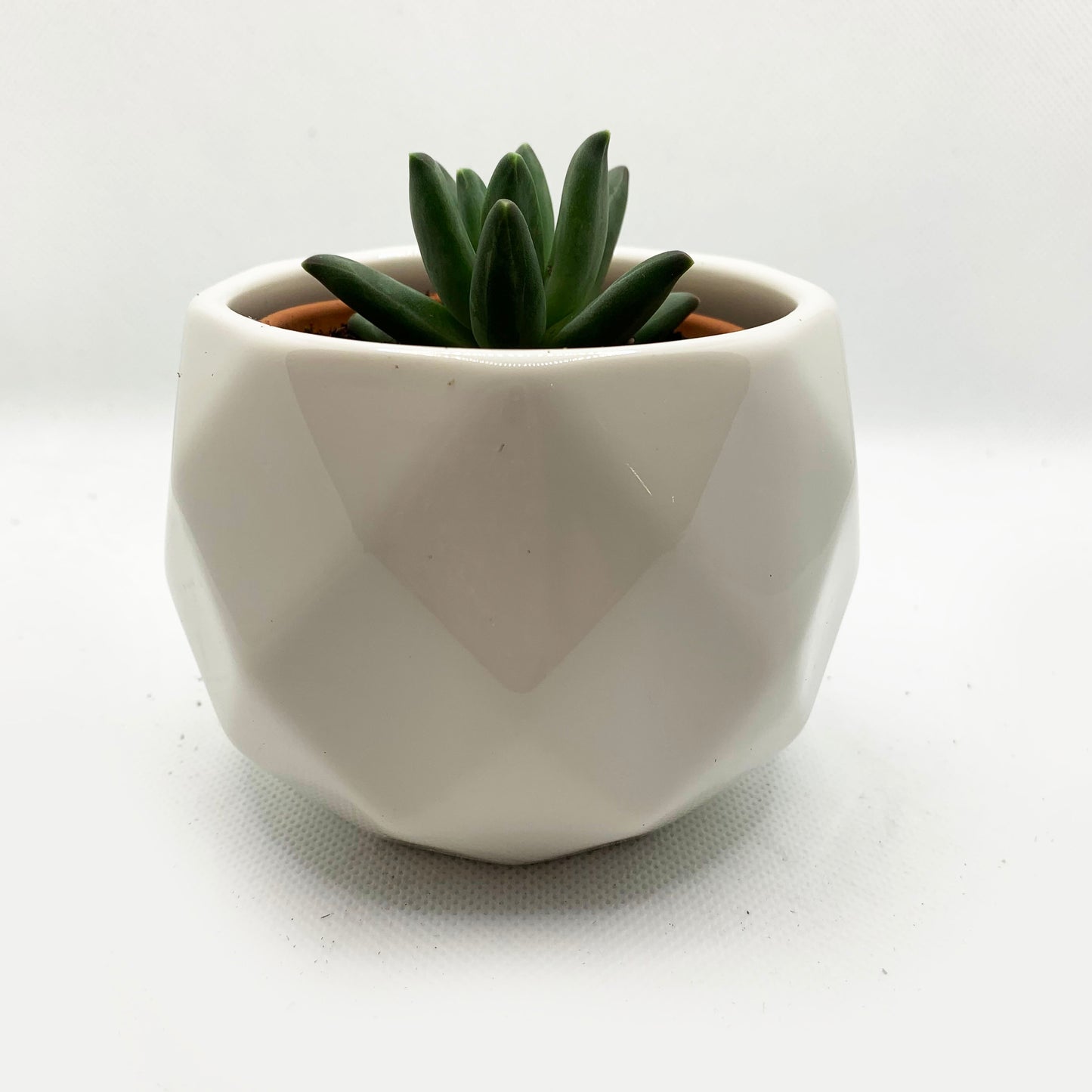 Echeveria compactum | 2,5’’