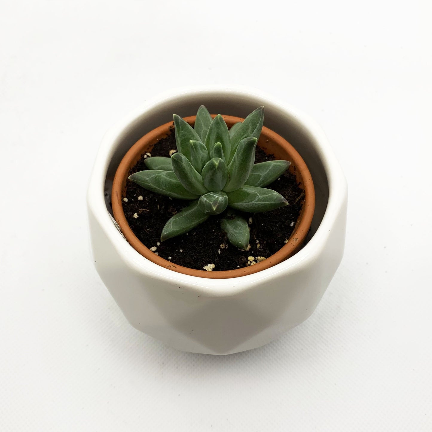 Echeveria compactum | 2,5’’