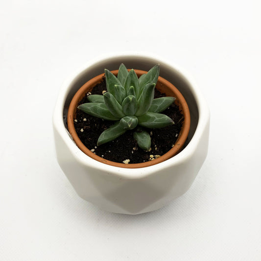 Echeveria compactum | 2,5’’