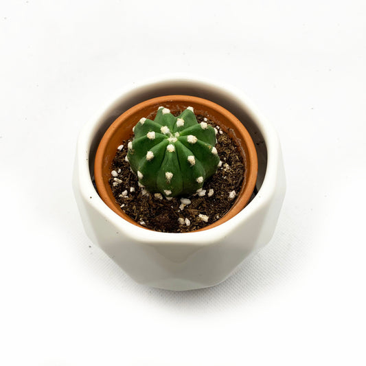 Echinospis subdenudata | 2,5’’