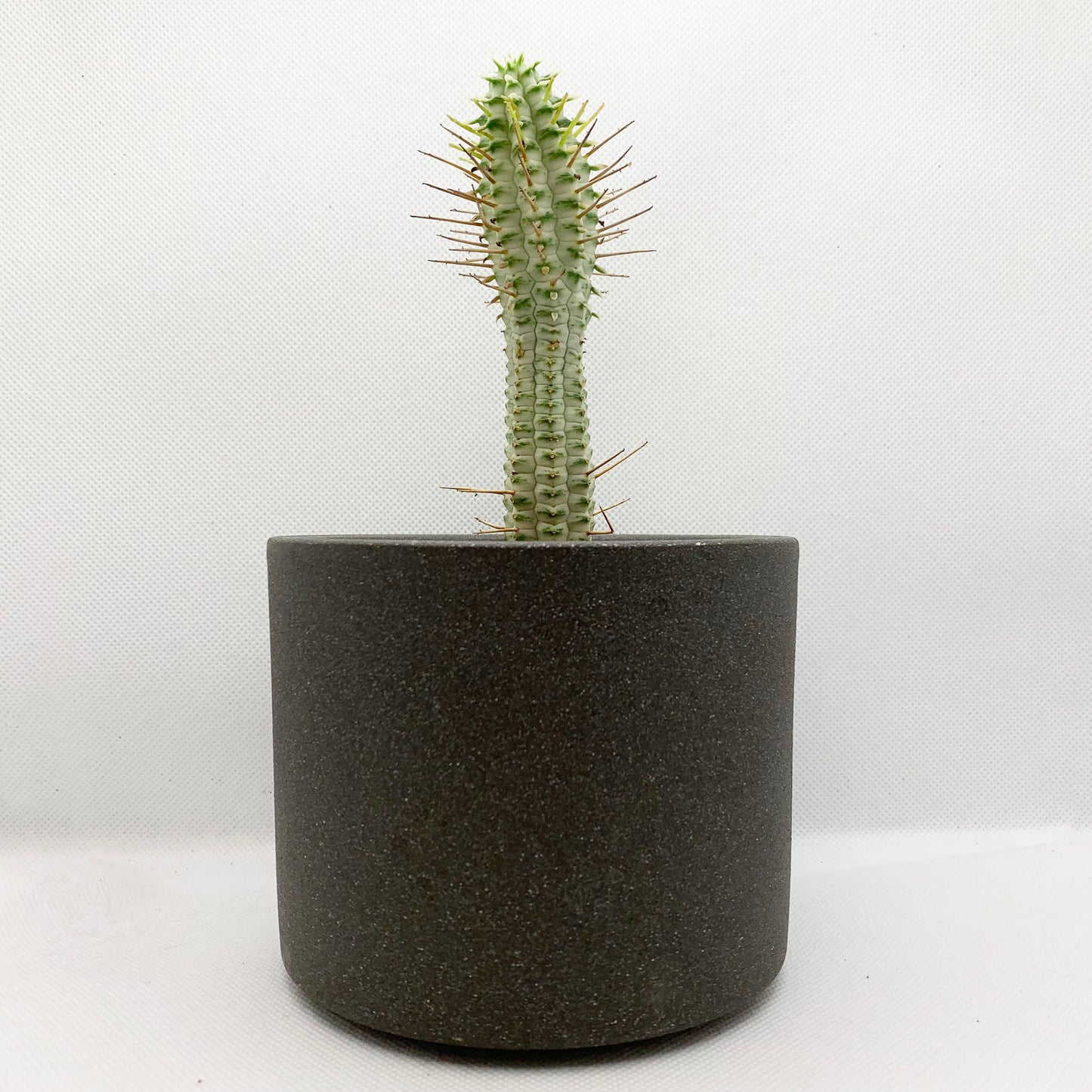 Euphorbia mammilaris variegata | 4 ‘’
