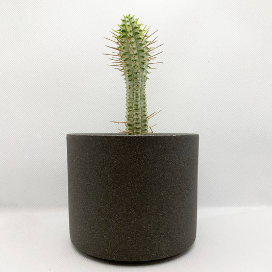 Euphorbia mammilaris variegata | 4 ‘’