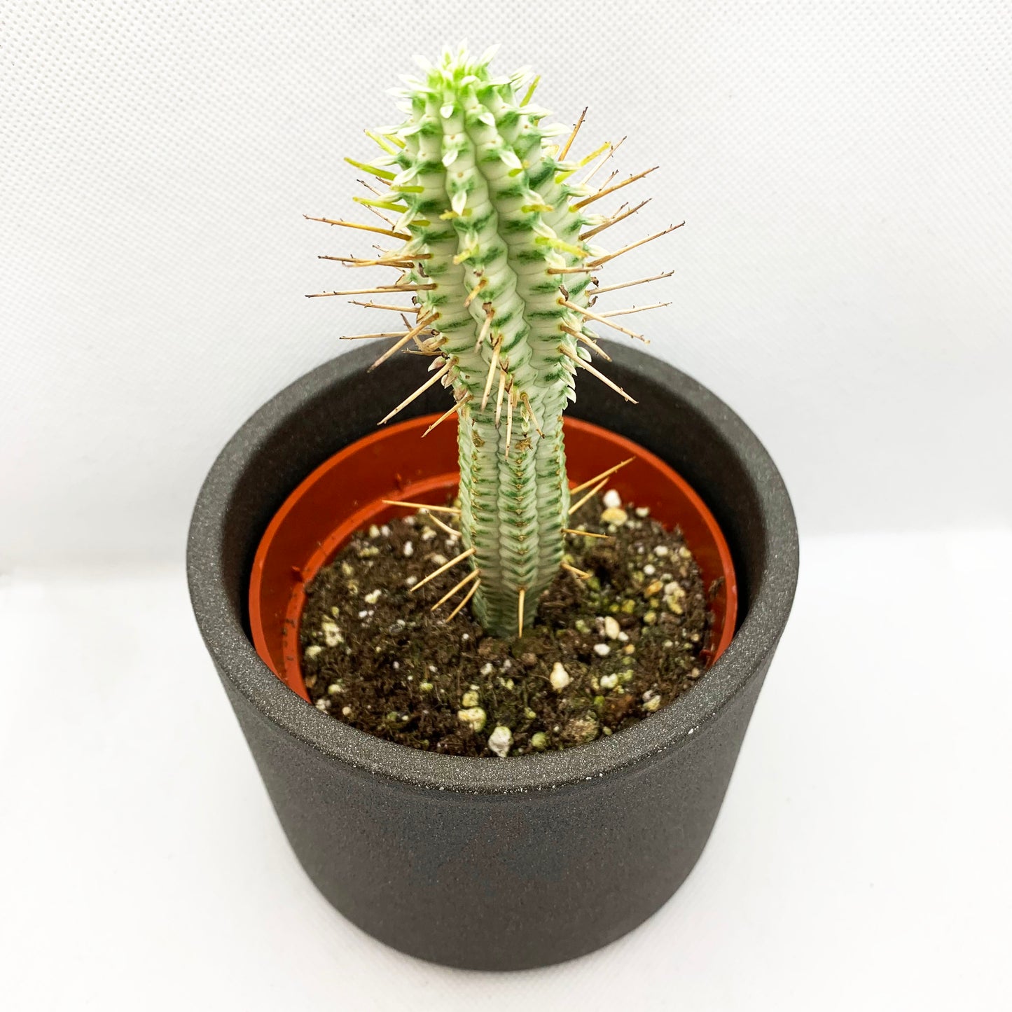 Euphorbia mammilaris variegata | 4 ‘’