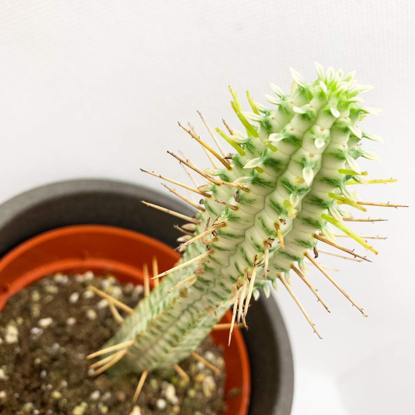 Euphorbia mammilaris variegata | 4 ‘’