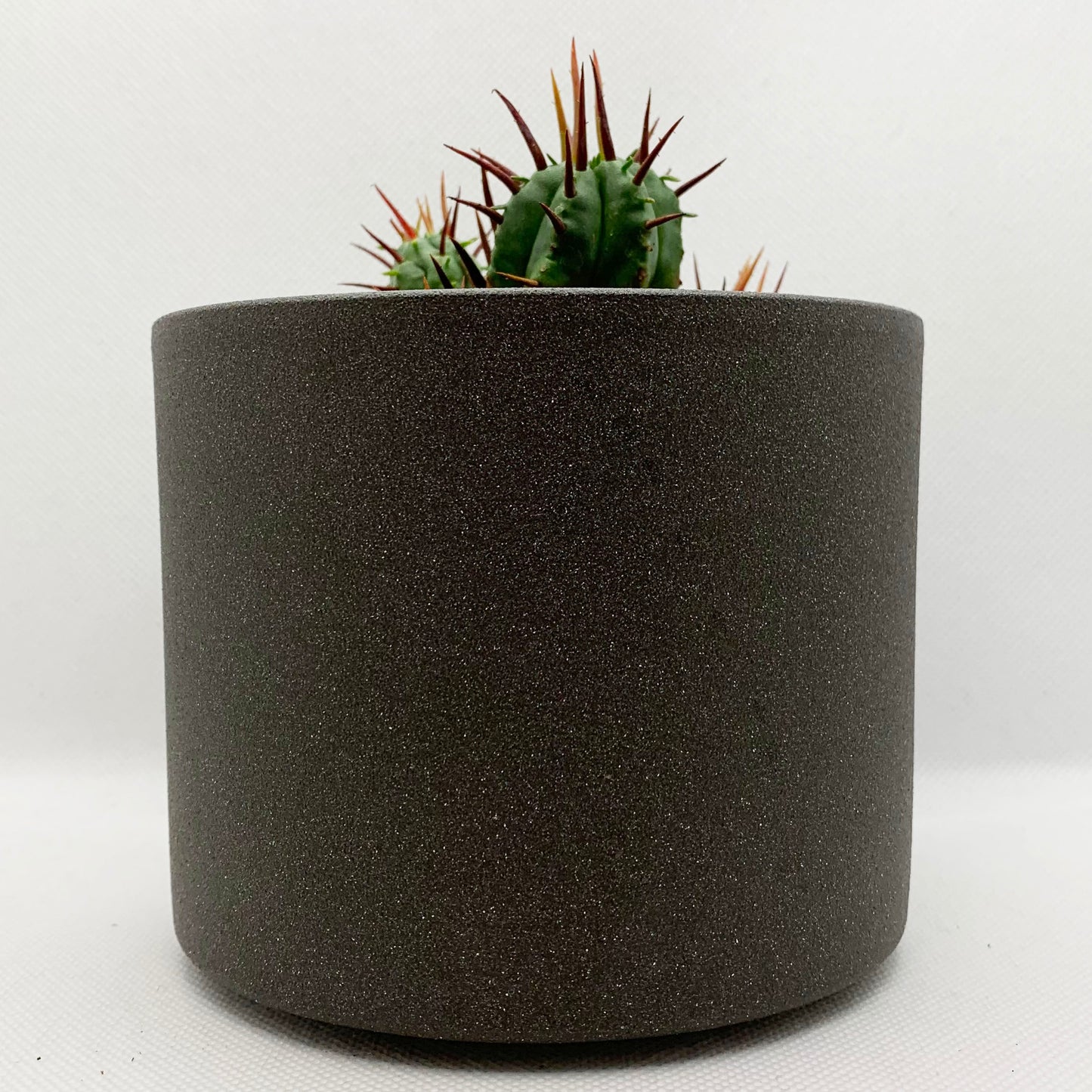 Euphorbia ferox | 4’’