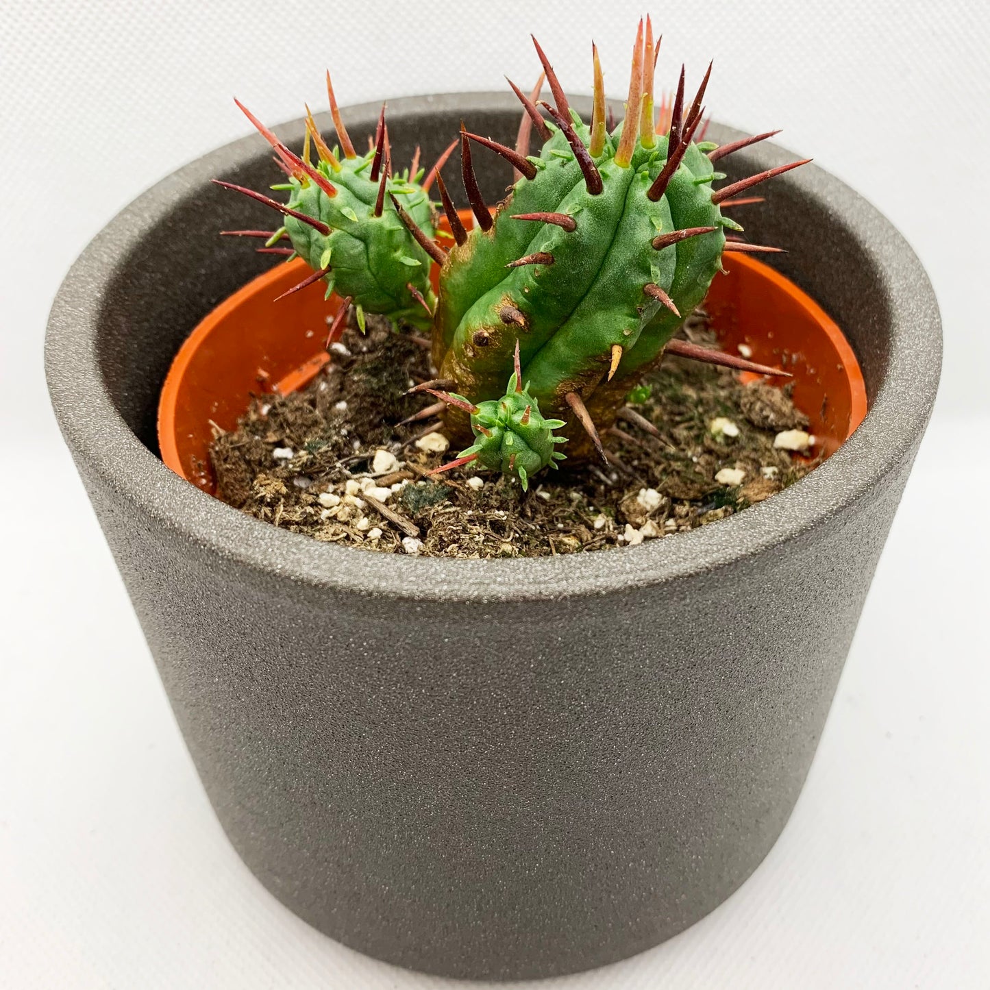 Euphorbia ferox | 4’’