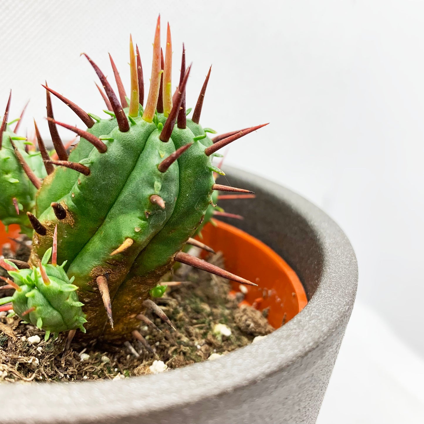 Euphorbia ferox | 4’’
