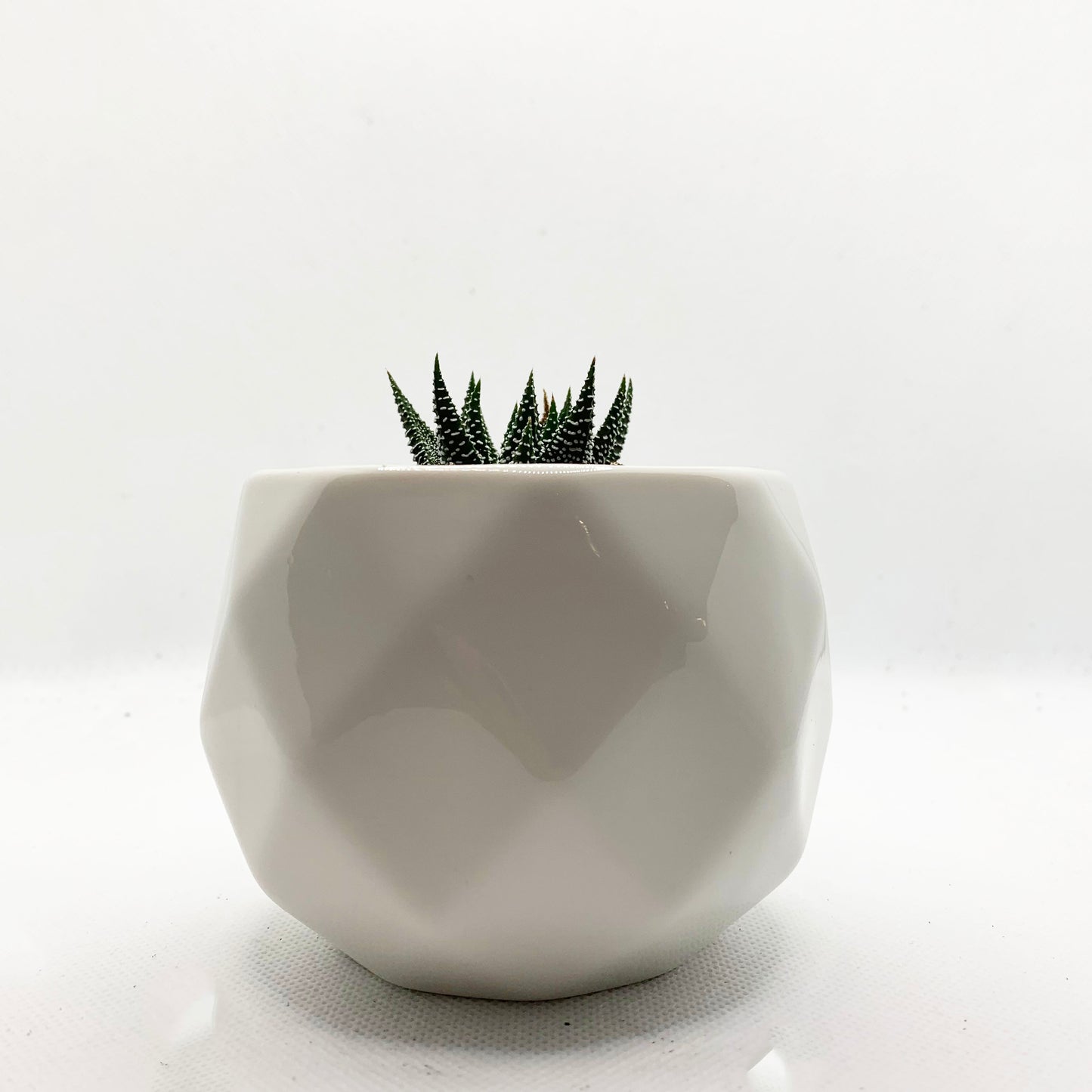 Haworthia | 2,5''