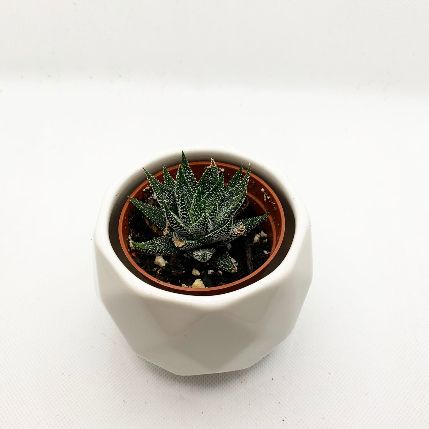 Haworthia | 2,5''