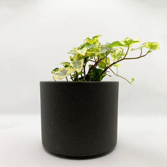 Hedera helix golden kolibri | 4’’