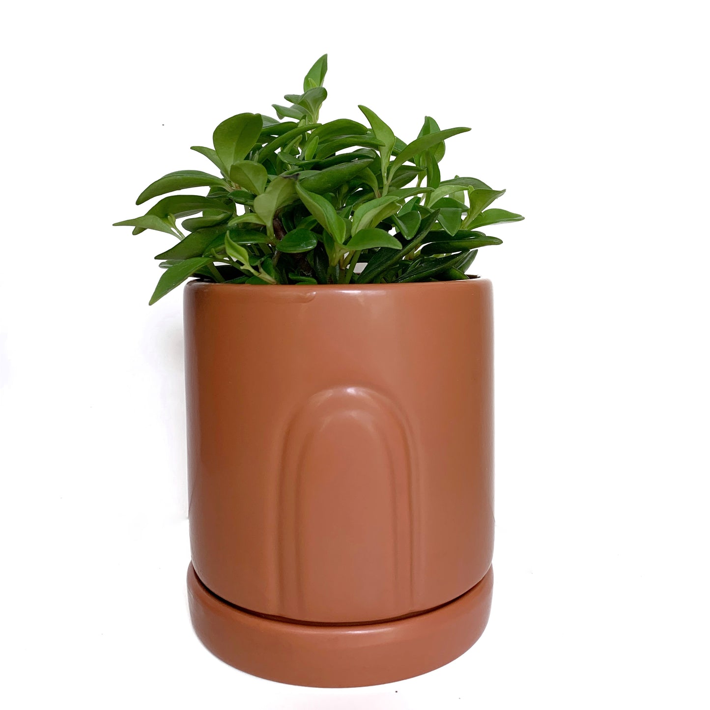 Peperomia wheeleri