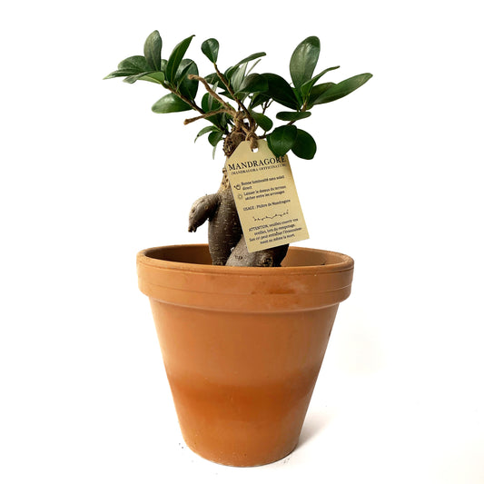 MANDRAGORE (Ficus Giseng) | 6''
