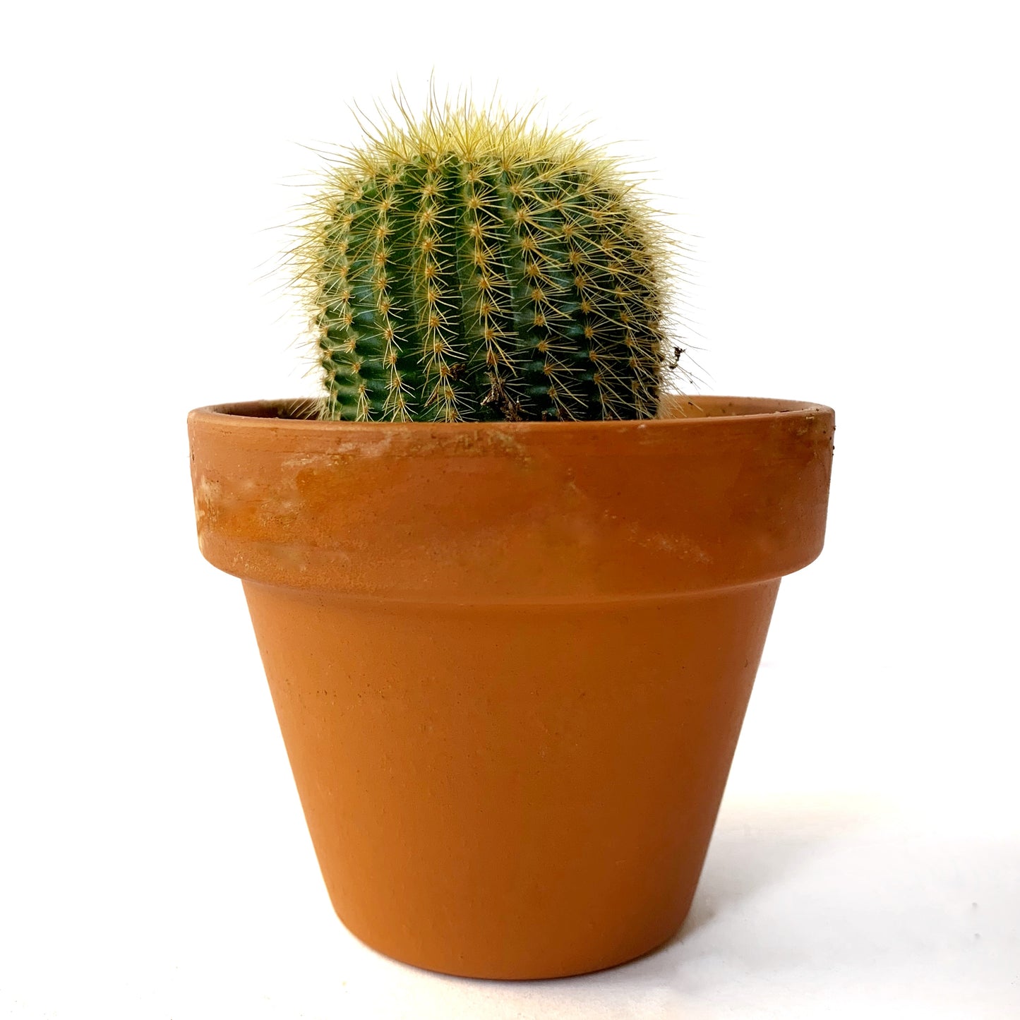 Notocactus leninghausii | 2,5"
