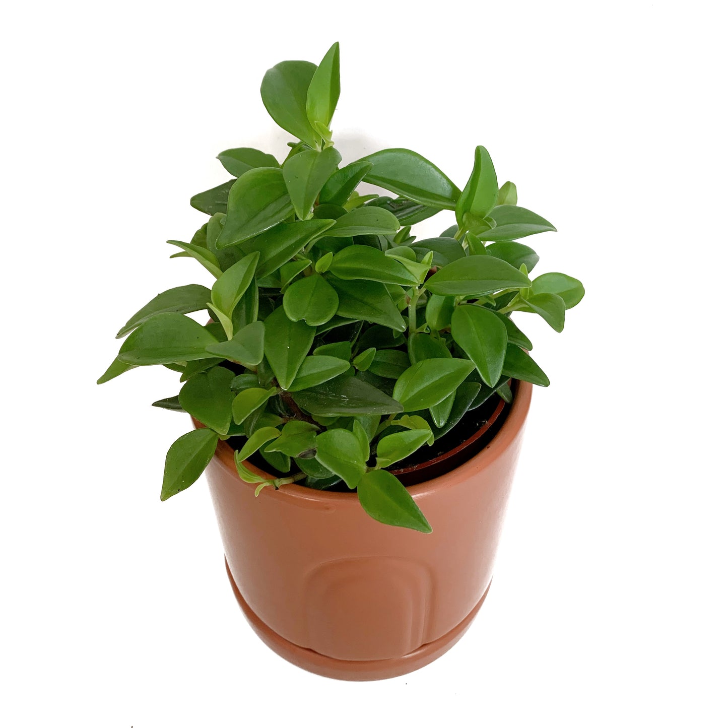 Peperomia wheeleri
