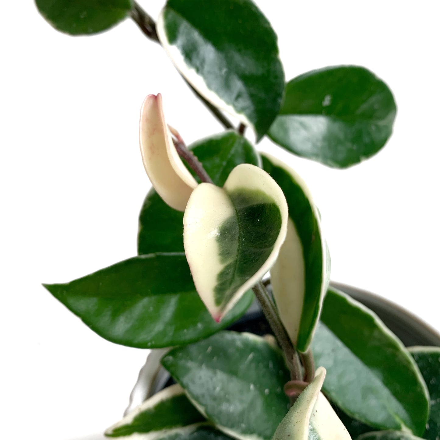 Hoya Carnosa « Krimson Queen »