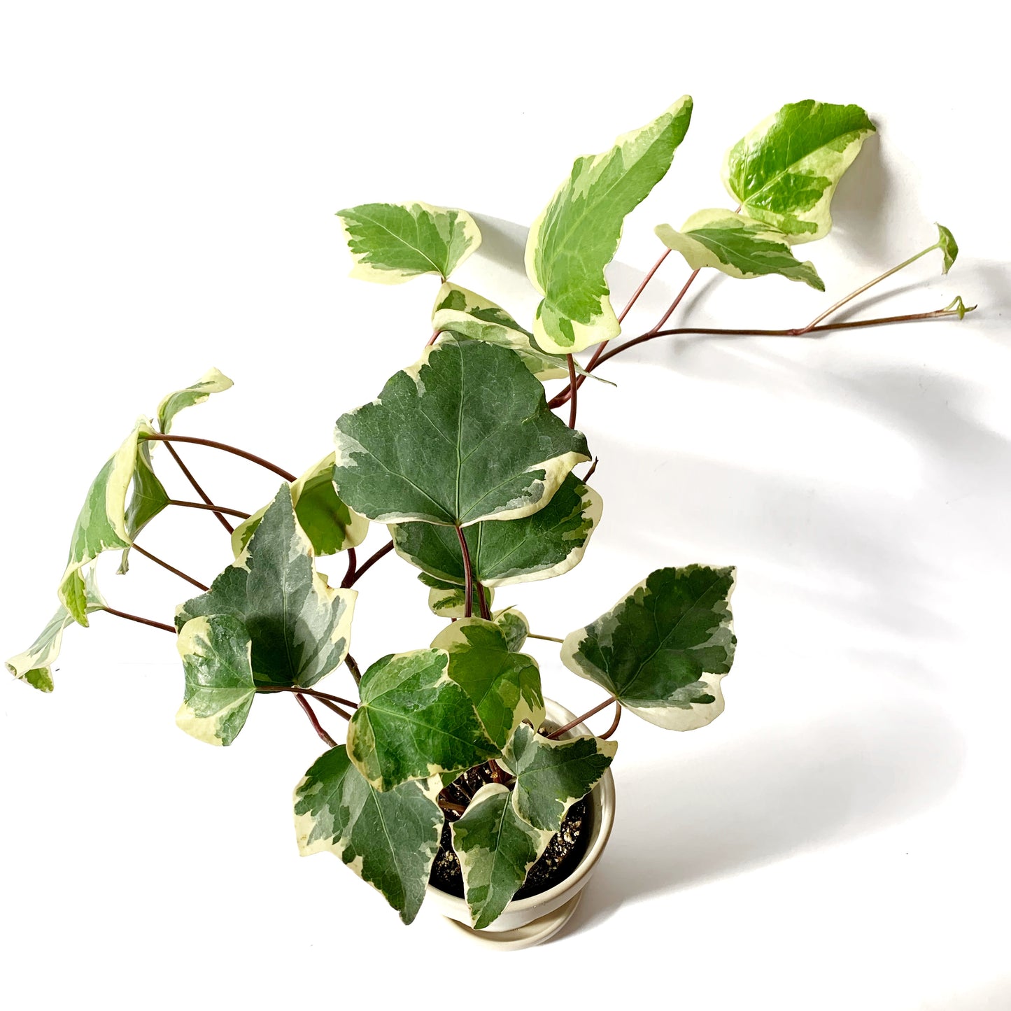 Hedera Helix