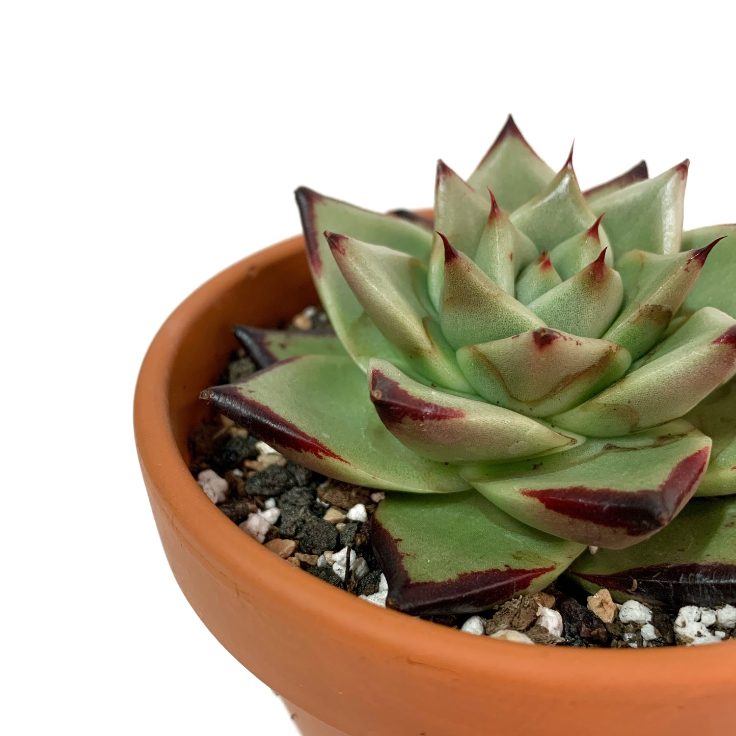 Echeveria agavoides | 4’’