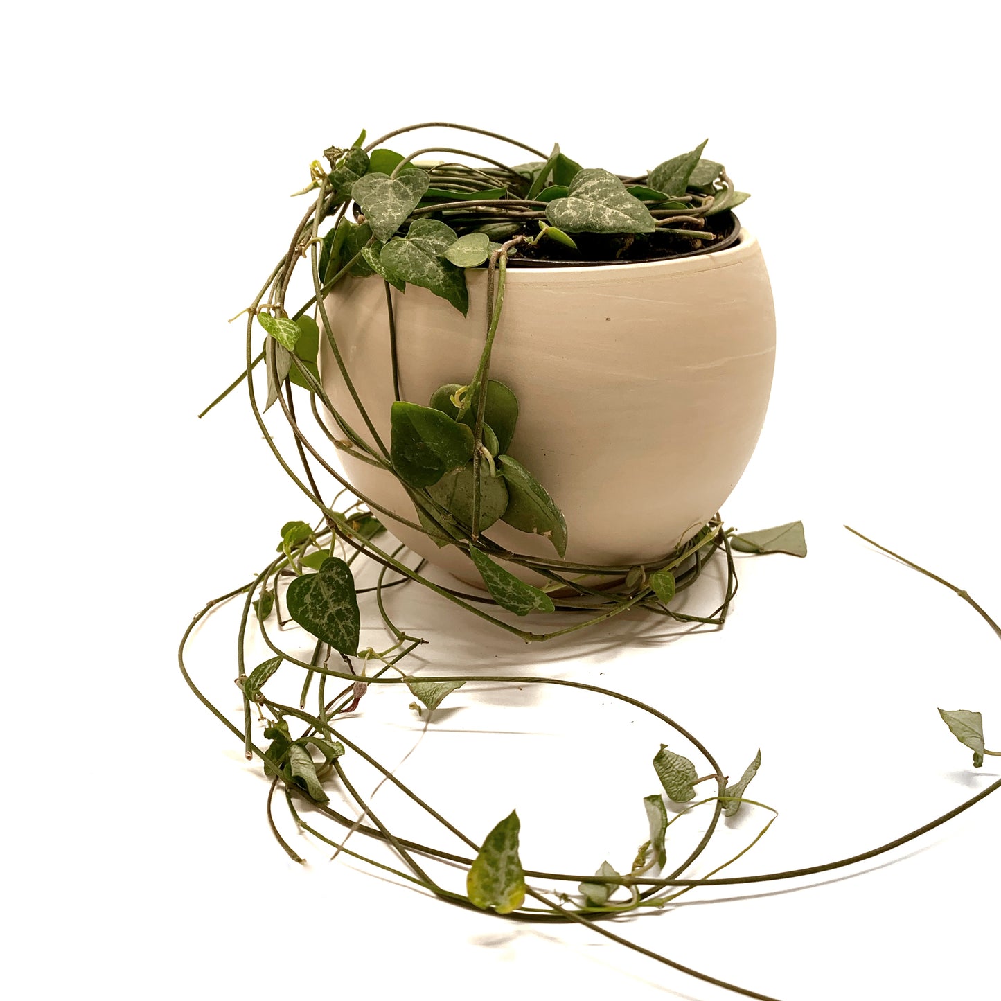 Ceropegia woodii | 4,5"
