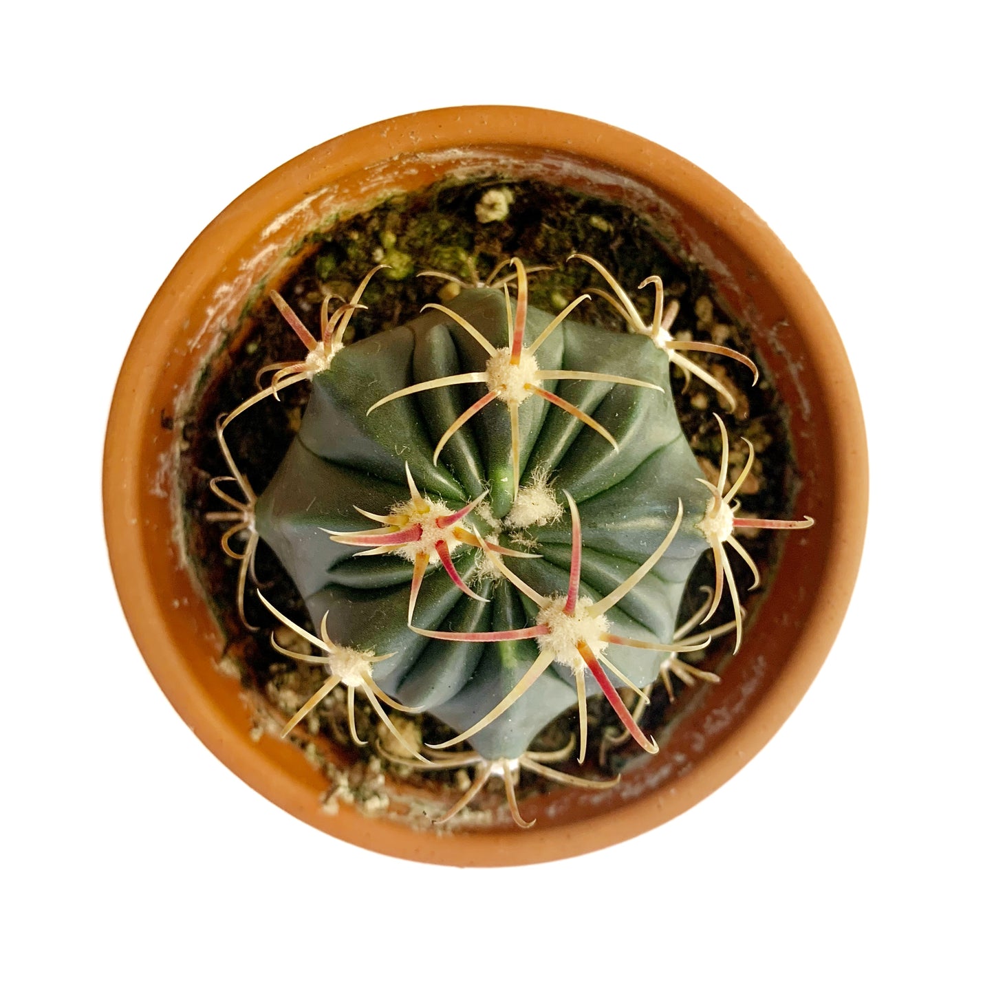 Ferocactus | 2,5"