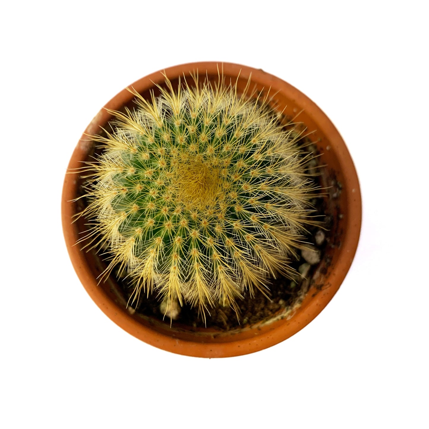 Notocactus leninghausii | 2,5"