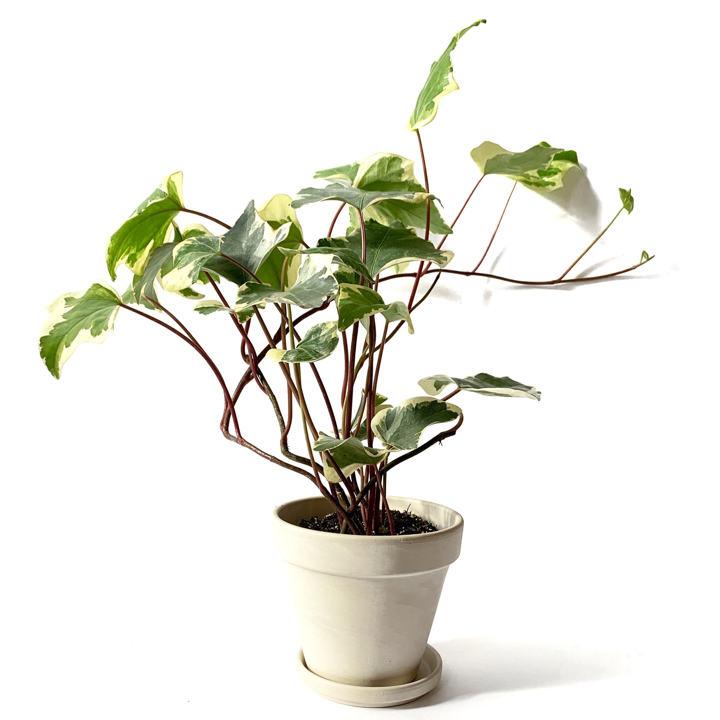 Hedera Helix