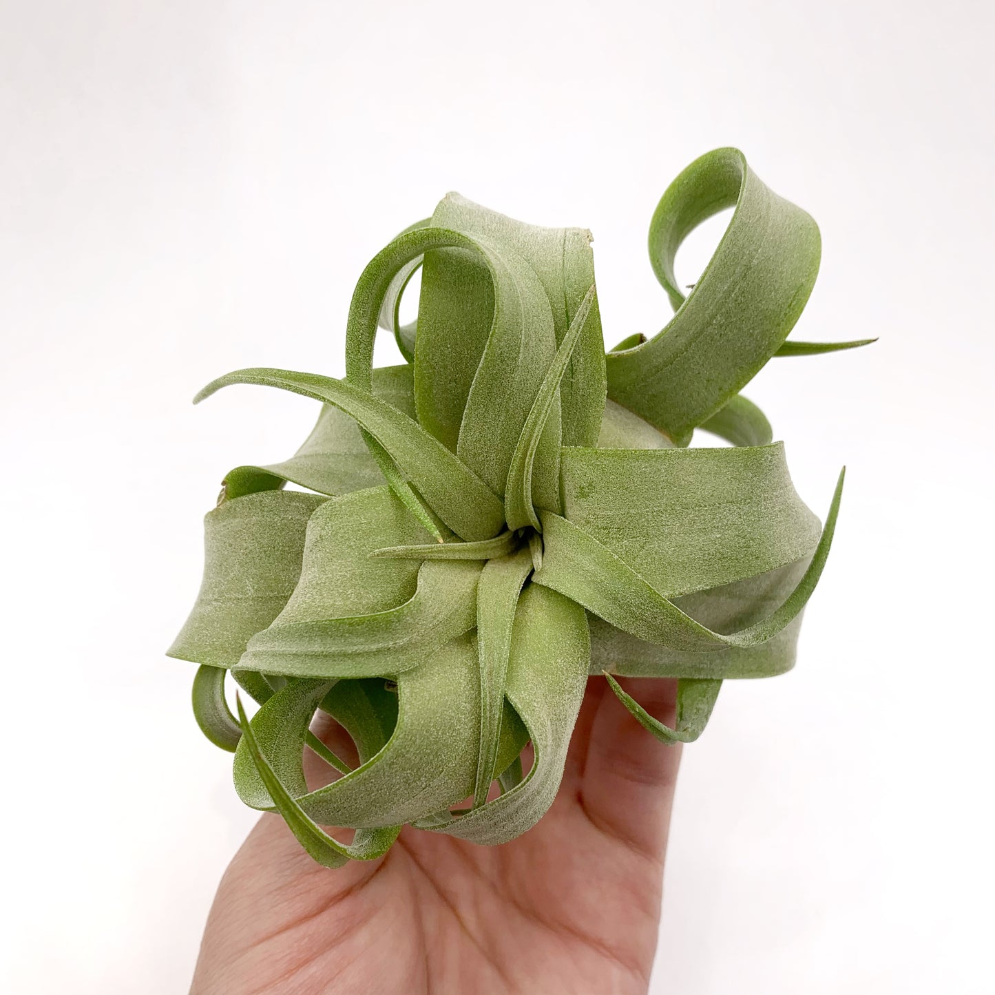 Tillandsia