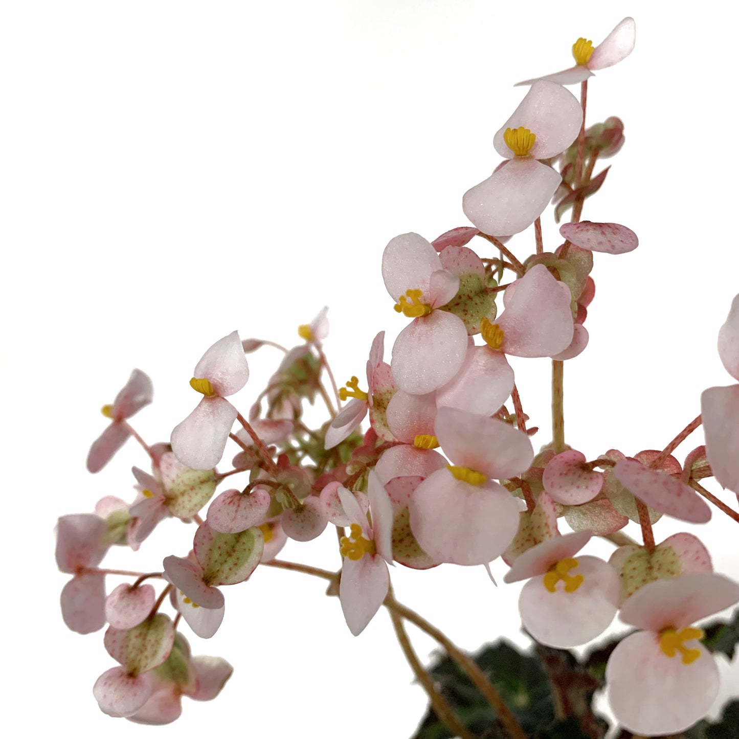 Bégonia | 4’’