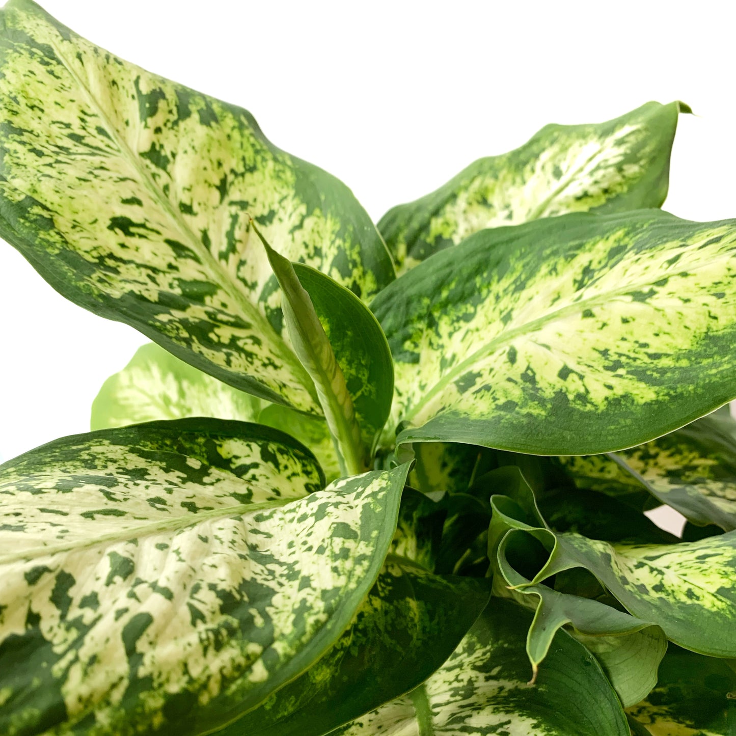 Dieffenbachia Compacta