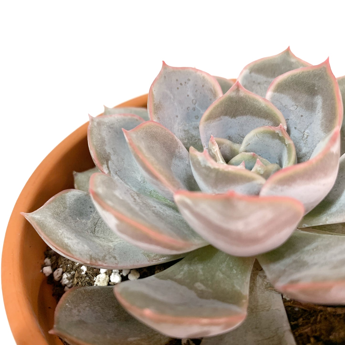 Echeveria | 4’’