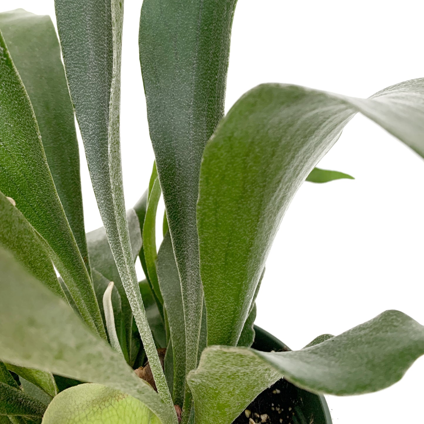 Platycerium | 6’’