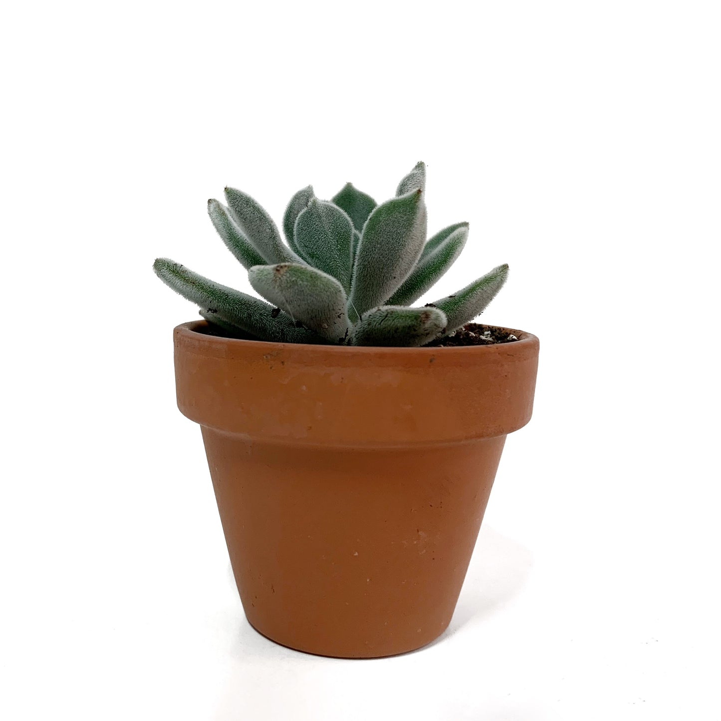 Echeveria Doris Taylor | 2,5’’