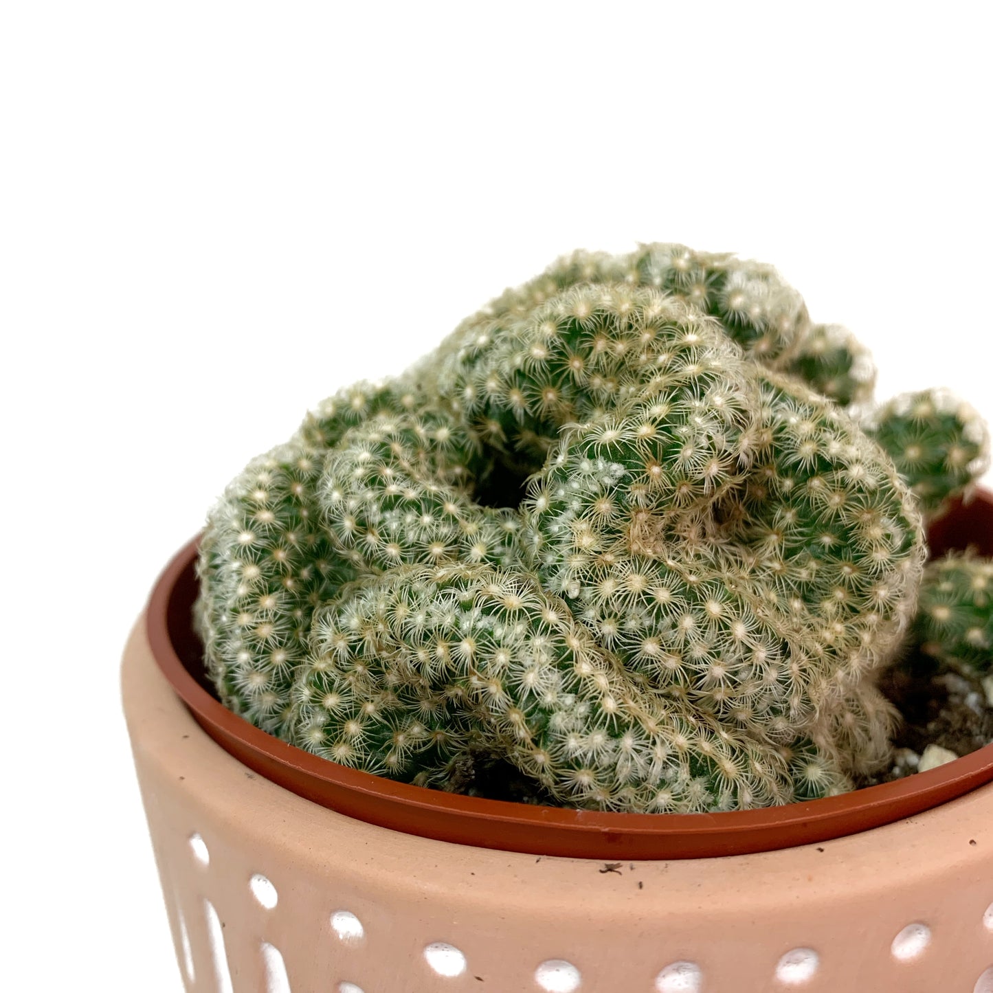 Mamarilla elongata "Cristata" | 4’’