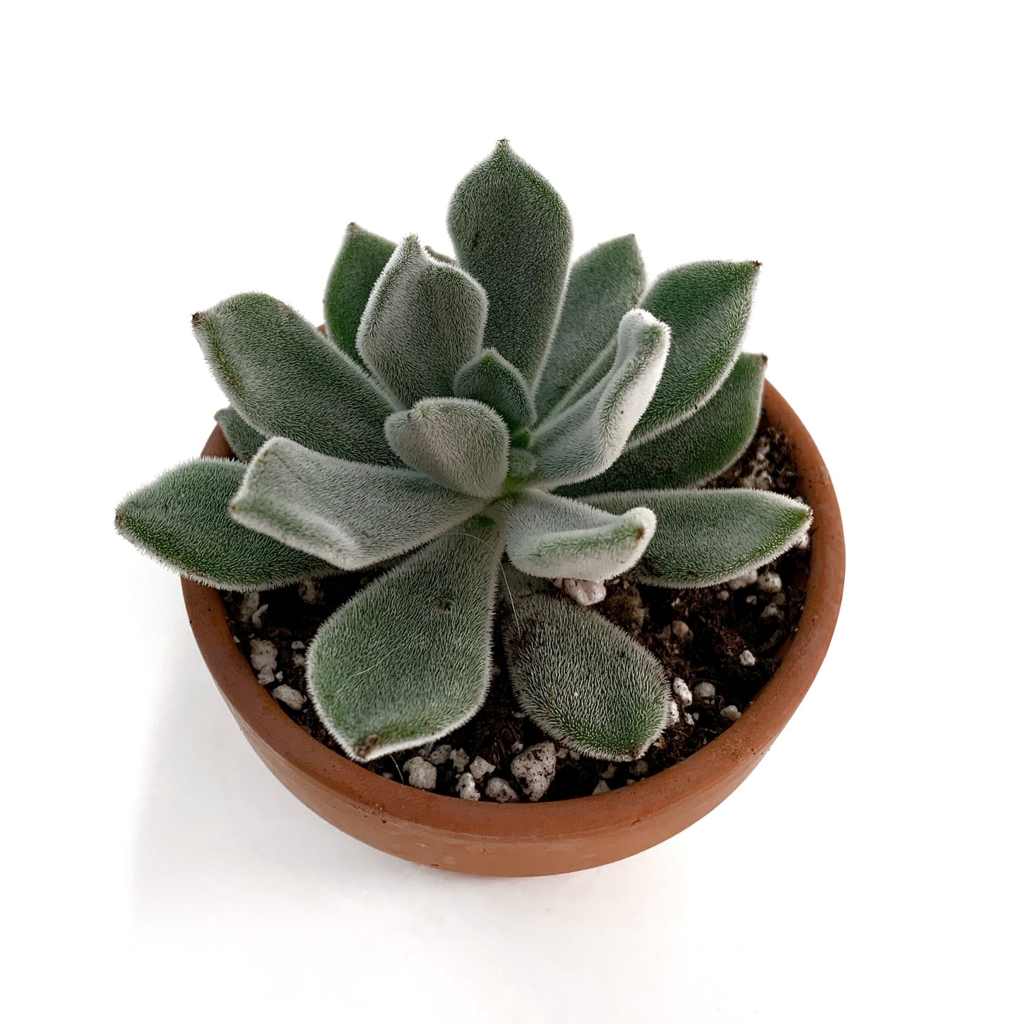 Echeveria Doris Taylor | 2,5’’