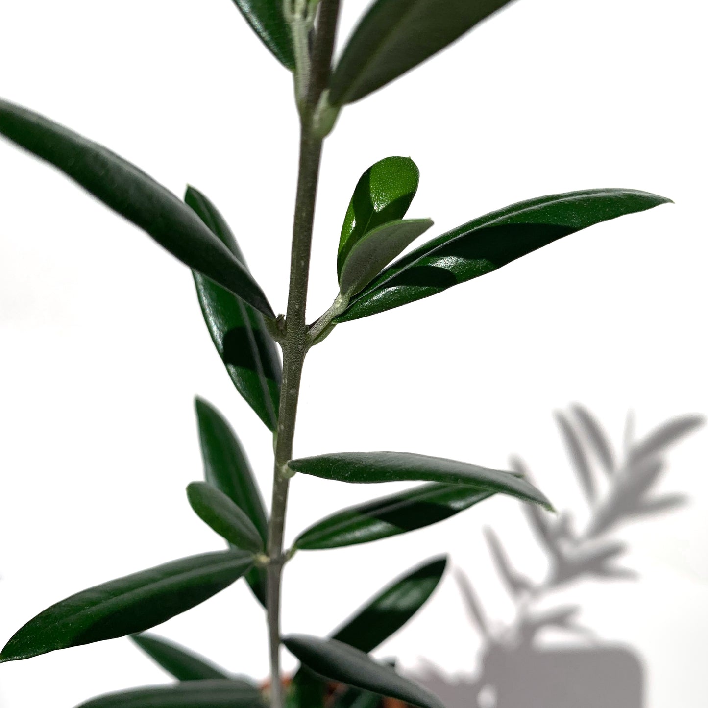 Olea (Olivier) | 4''
