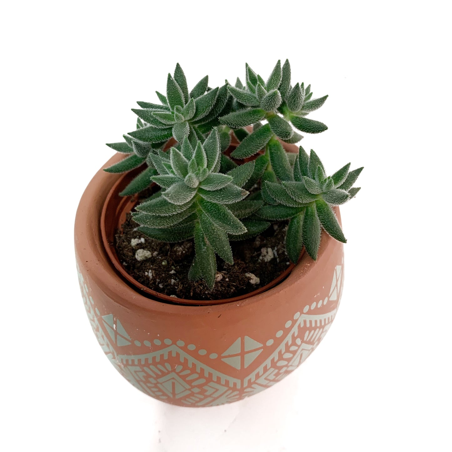 Crassula Mesembryanthemoides | 2,5’’
