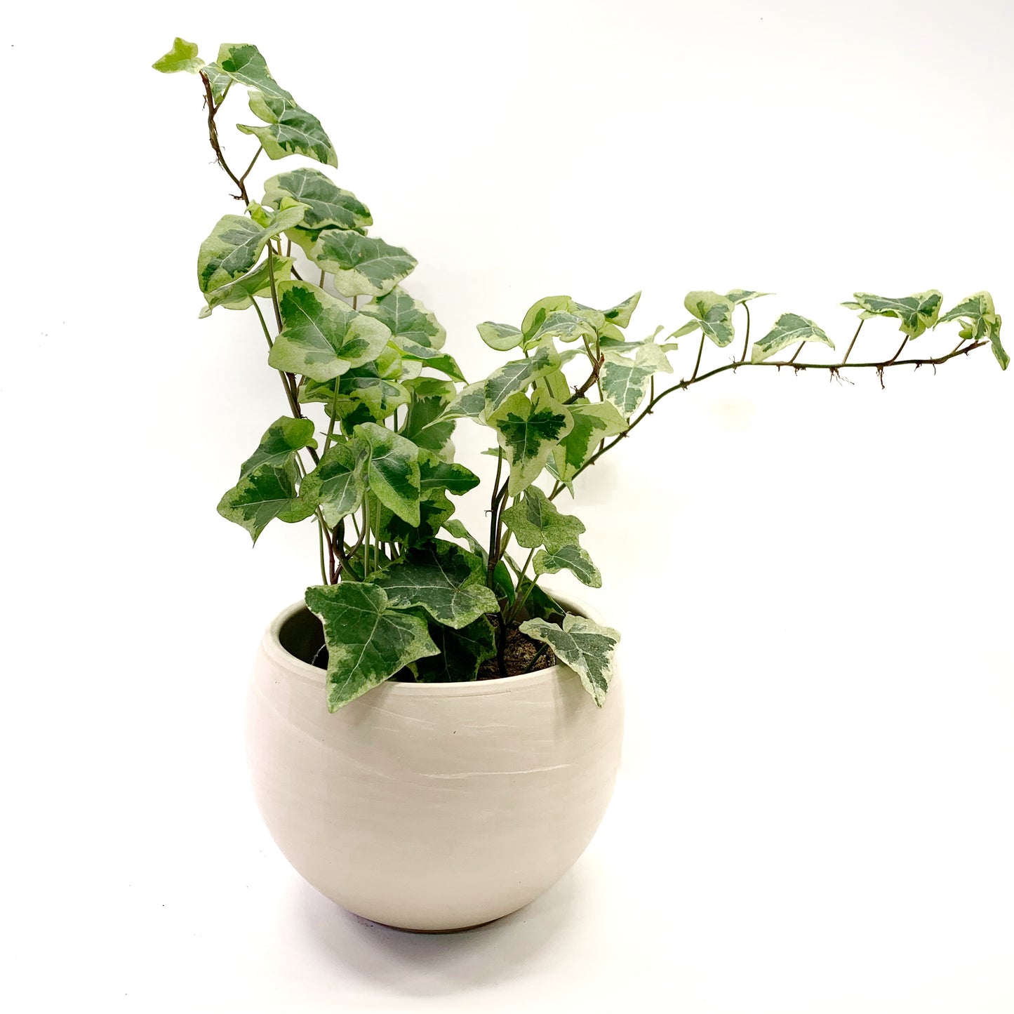 Hedera Helix | 3,5’’